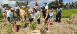 Learning Balinese Paddy Harvest